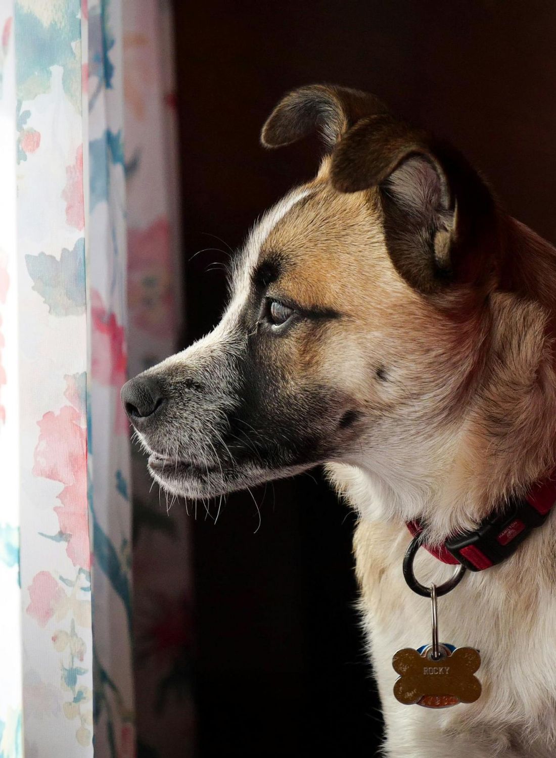 Brown and white dog with a collar looks out a window with floral curtains, bathed in soft light.